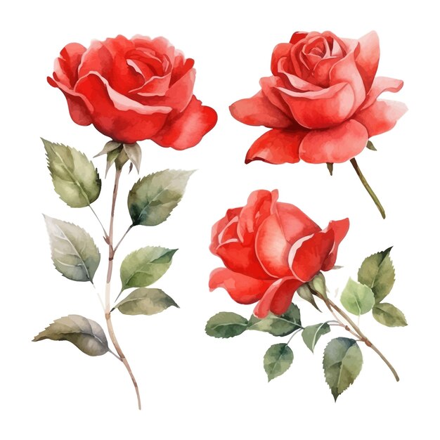 Vibrant Red Roses in Bloom: A Floral Masterpiece | Jiffy Designs
