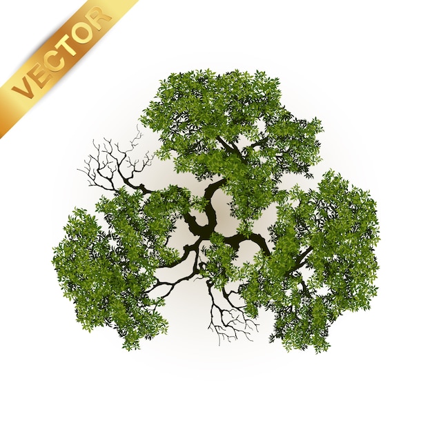 Vibrant Green Tree with Twisting Branches and Roots Illustration ...
