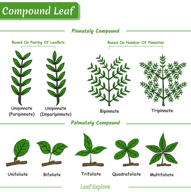 Diverse Compound Leaf Varieties: A Visual Guide to Nature's Intricate ...