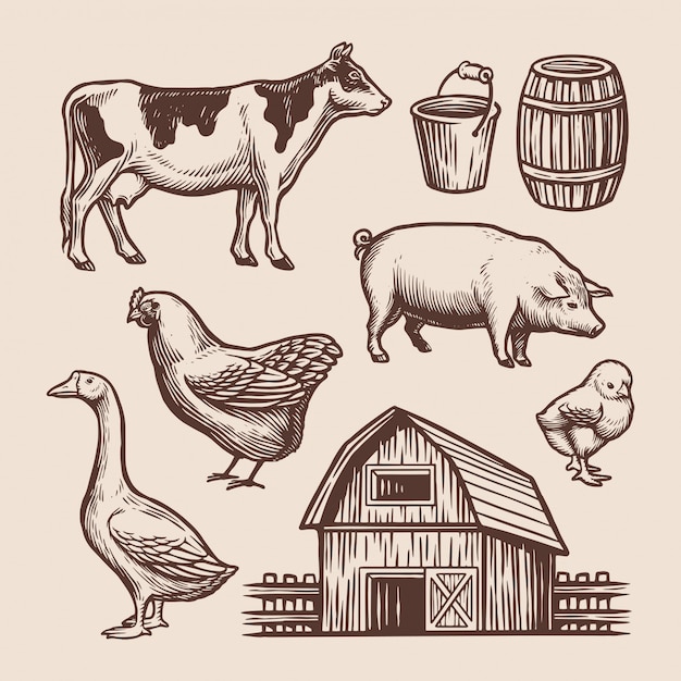 Rustic Farm Animals and Barnyard Essentials Illustration | Jiffy Designs