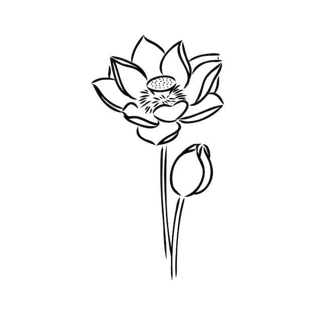 Elegant Black and White Lotus Flower Illustration | Jiffy Designs