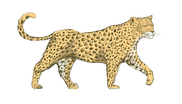 Prowling Spotted Leopard Illustration with Intricate Fur Detailing ...