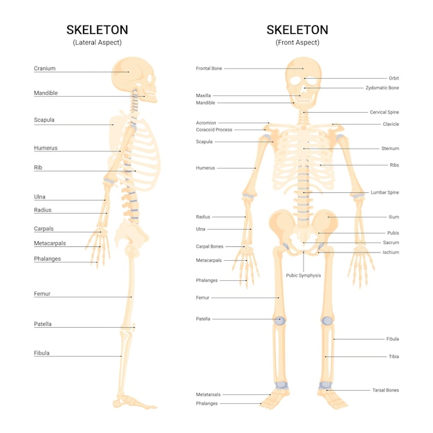 Detailed Anatomical Illustration of the Human Skeleton Structure ...