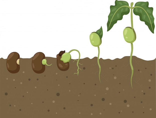 Sprouting Plant Life Cycle Illustration | Jiffy Designs