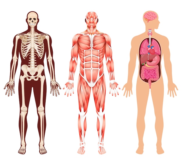 Detailed Anatomical Diagrams of the Human Body Structure | Jiffy Designs