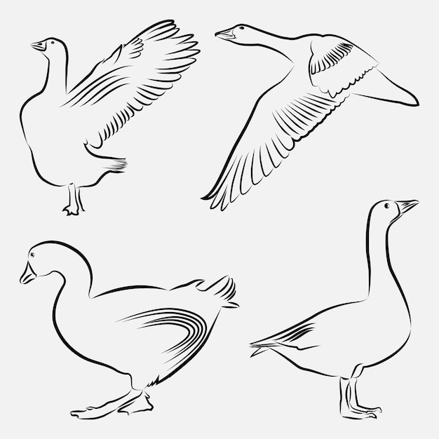 Graceful Geese: Elegant Line Art Illustrations of Waterfowl | Jiffy Designs