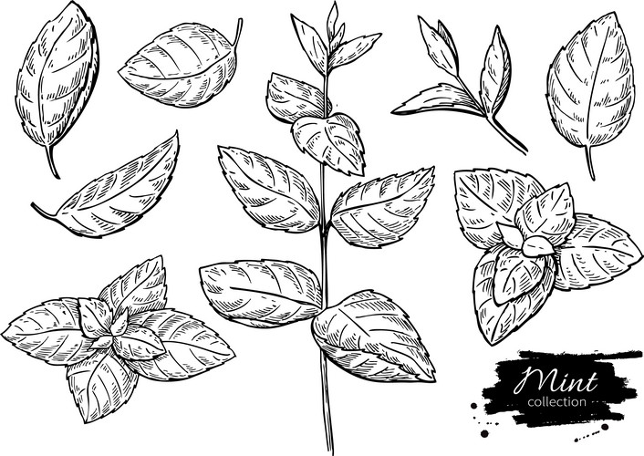 Mint Vector Drawing Set. Isolated Mint Plant And Leaves. Herbal ...