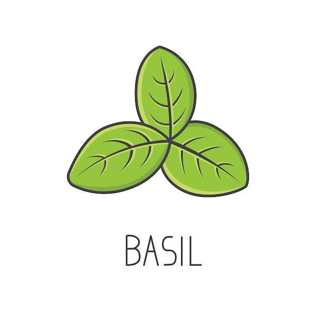 Fresh and Vibrant Basil Leaves in Vivid Green Hues | Jiffy Designs