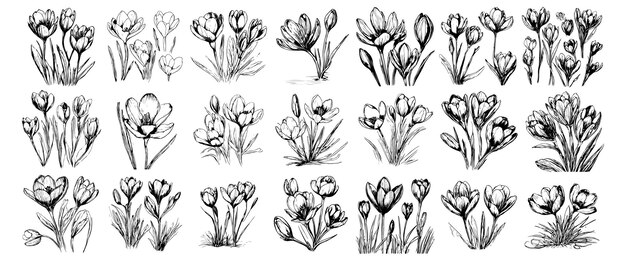 Elegant Collection of Diverse Tulip Flower Illustrations | Jiffy Designs