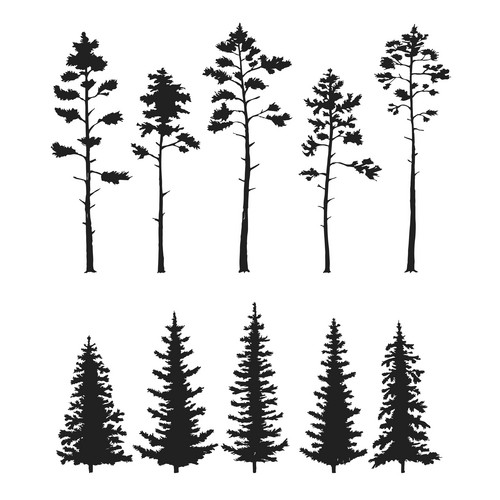 Vector Set With Pine Trees Isolated On White Background | Jiffy Designs