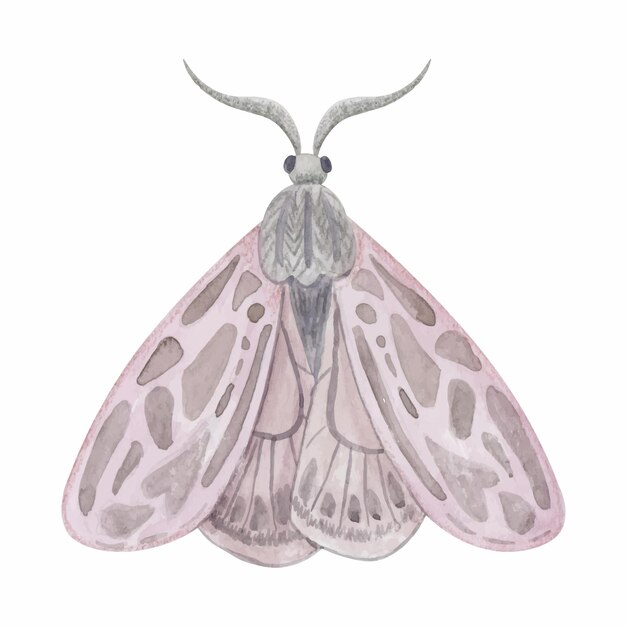 Delicate Moth with Intricate Wing Patterns | Jiffy Designs