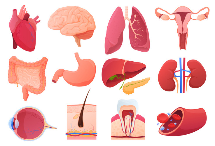 Set Of Human Organs. Internal Organs. Vector Illustration | Jiffy Designs