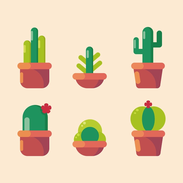 Vibrant Cactus Collection in Terracotta Pots | Jiffy Designs