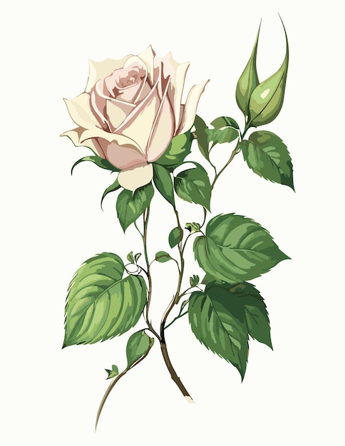 Elegant Blush Rose with Lush Foliage | Jiffy Designs