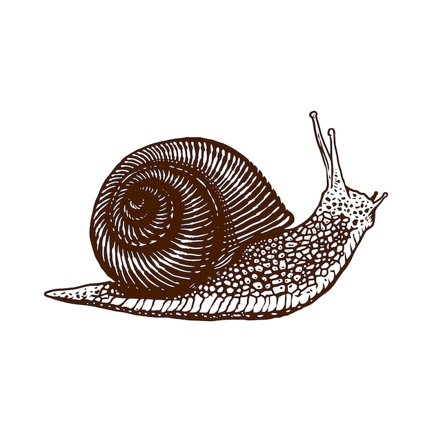 Detailed Illustration of a Majestic Snail Shell | Jiffy Designs
