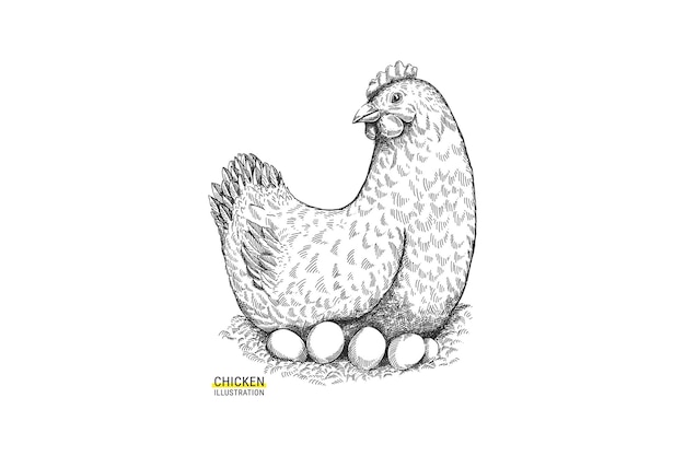 Detailed Sketch of a Brooding Chicken with Eggs | Jiffy Designs