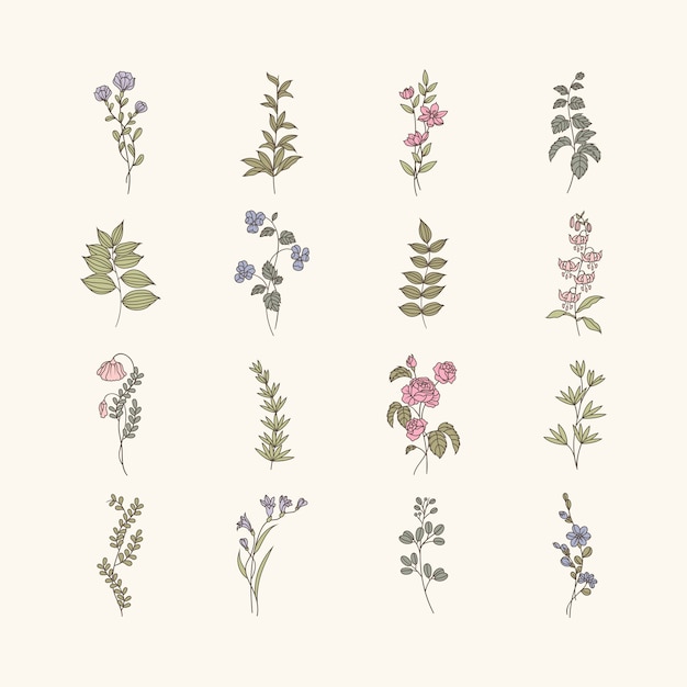Botanical Illustration Collection of Delicate Wildflowers and Herbs ...