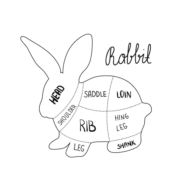 Whimsical Rabbit Anatomy Diagram with Handwritten Labels | Jiffy Designs