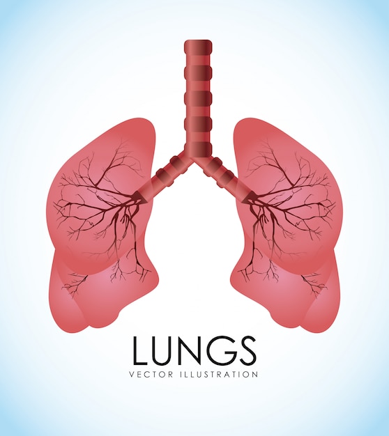 Anatomical Illustration of Human Lungs with Intricate Vascular Details ...