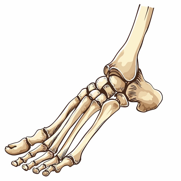 Detailed Anatomical Illustration of the Human Foot Skeleton | Jiffy Designs