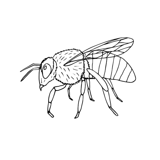 Intricate Winged Insect Illustration with Detailed Anatomy | Jiffy Designs