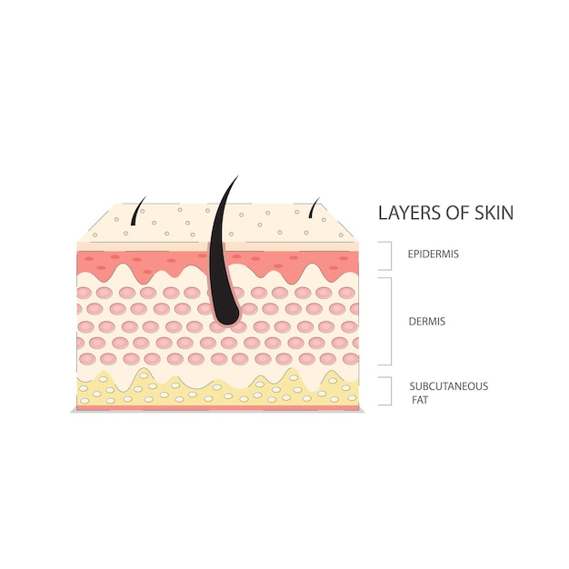 Detailed Diagram of Skin Layers with Vibrant Textures | Jiffy Designs