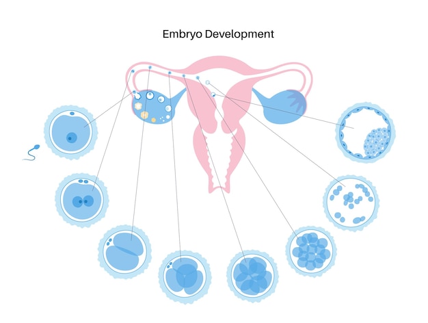 Captivating Stages of Embryo Development Revealed in Vibrant ...