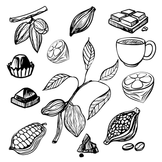 Artful Cocoa Beans and Leaves A Delightful Botanical Showcase Jiffy