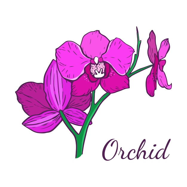 Vibrant Purple Orchids with Elegant Text Illustration | Jiffy Designs