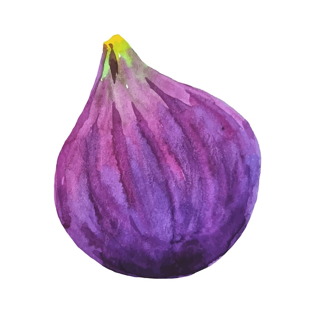 Vibrant Purple Fig, a Delightful Fruit Delight | Jiffy Designs
