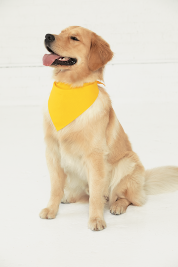 Doggie Skins 3905 Yellow